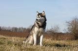 ALASKAN MALAMUTE 798